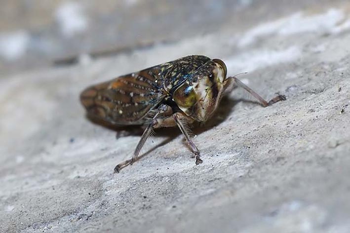 Cicadellidae: Acericerus sp. della Lombardia (MI)